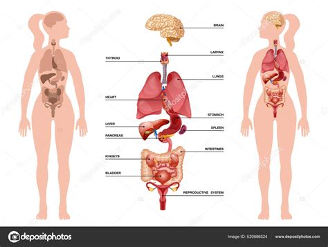 Diagrama De órganos Del Cuerpo Humano Femenino