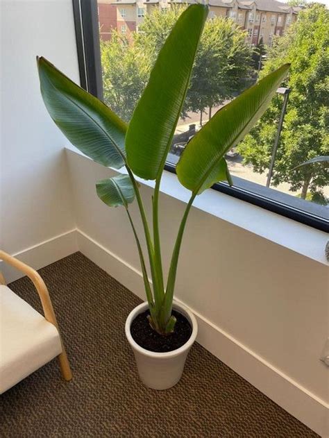 12 Indoor Plants That Look Like A Banana Tree Banana Plant Indoor