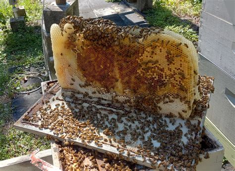 Bee Removals and Swarms – 2023 | NaplesBees.com