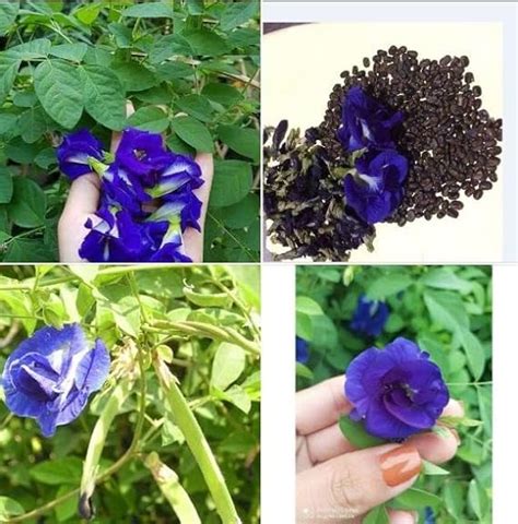 Amazon Butterfly Pea Flower Seeds Local Us Blue Butterfly Pea