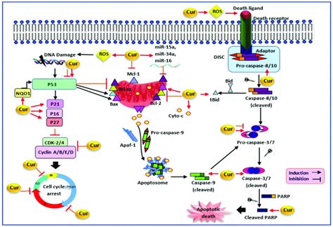 The Modulatory Effect Of Curcumin On P53 Cell Cycle And Apoptosis