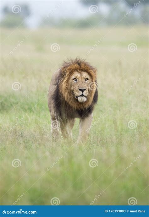 Male Lion Great Caesar From Notches Seen Near Mara River Masai Mara