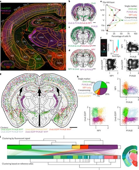 Mapping Of Molecular Identity And Neuron Types A Section Of An