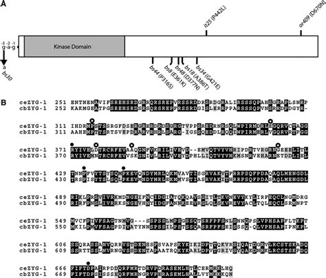 Intragenic Zyg 1 Suppressors A Schematic Of The ZYG 1 Protein