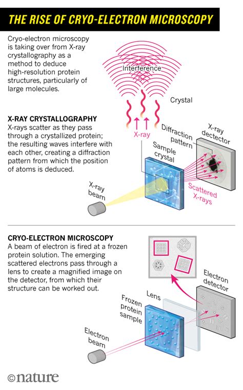 Cryo Electron Microscopy Wins Chemistry Nobel Sociedad De Bioqu Mica