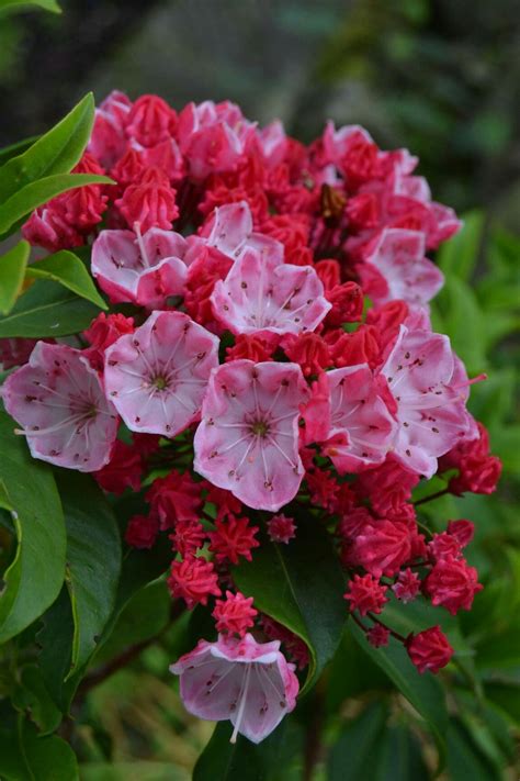 Mountain Laurel 048 The Pennsylvania State Flower Artofit