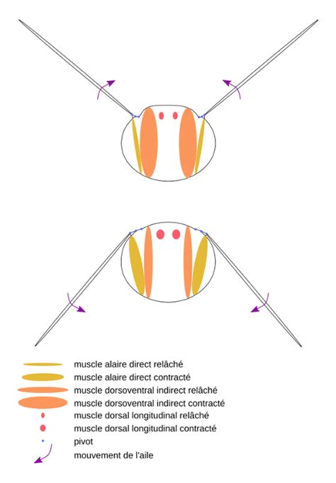 Le Vol Des Insectes Une Musculature Lorigine Des Forces Codex