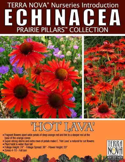Echinacea Hot Lava TERRA NOVA Nurseries Inc