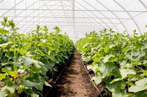 Яд для тли: полейте этим ваш участок – эффект поразит: Дом и семья ...