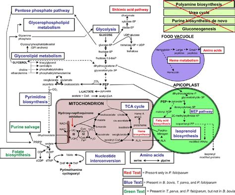 Comparison Of Major Metabolic Pathways In B Bovis T Parva And P Download Scientific