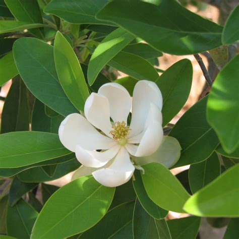 Magnolia Virginiana ‘green Shadow Kiefer Nursery Trees Shrubs