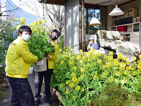 司馬遼太郎記念館に菜の花飾り 「生誕100年の節目にふさわしい雰囲気に」 東大阪経済新聞