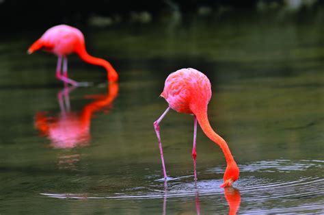 Galapagos Flamingos - Global Travel Solutions