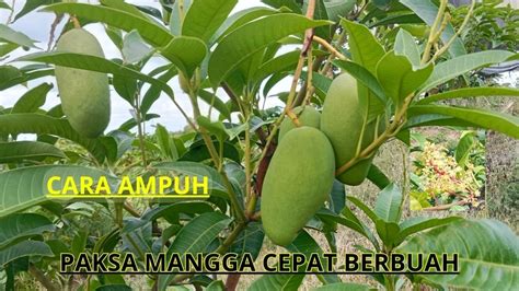 Cara Pruning Mangga Agar Cepat Berbunga Dan Berbuah YouTube