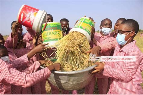 Limited Combine Harvesters In Northern Region Threaten Rice Harvest