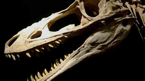 El esqueleto del dinosaurio más grande jamás puesto a la venta a