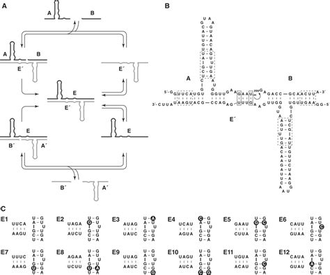 Self Sustained Replication Of An Rna Enzyme Science