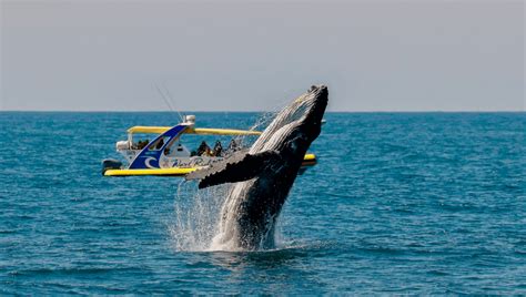 Whale Watching In Port Macquarie Port Jet Cruise Adventures