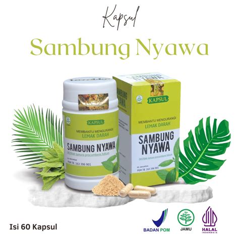 Jual Daun Sambung Nyawa Ekstrak Herbal Tazakka Official Store Kapsul