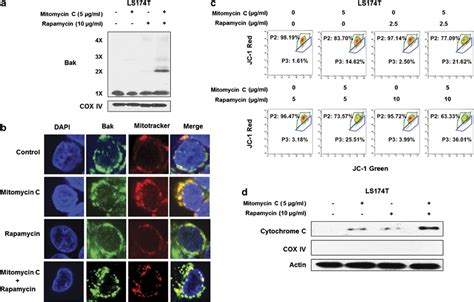 The Combination Of Mitomycin C And Rapamycin Induced Bak Download