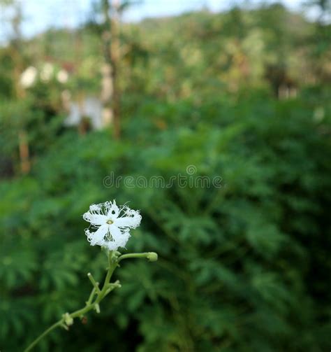 Snake Gourd Flower Stock Photos Free Royalty Free Stock Photos