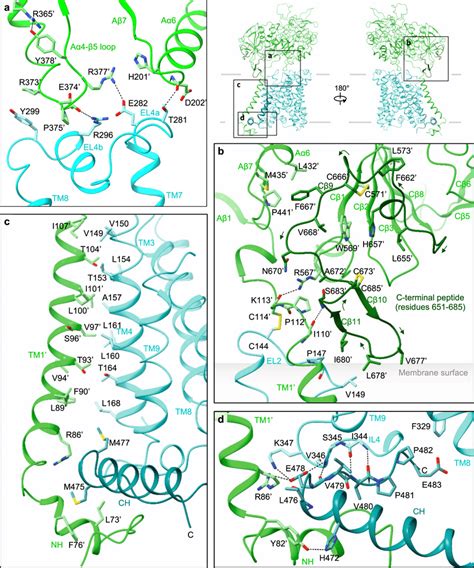 The Interface Analysis Of B0 ATrBAT A Extracellular Interactions