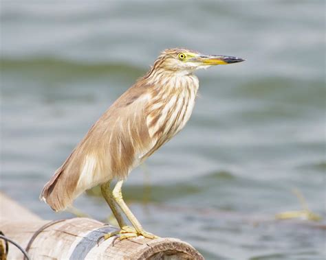 Chinese Pond Heron Ardeola Bacchus