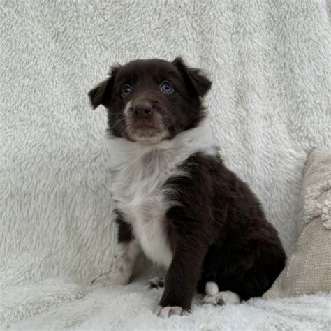 Border Collie Chiot Vendre Chien Adopter Annonces Prix