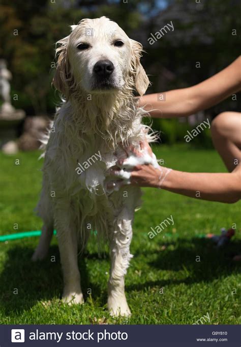 Shampoo For Animals High Resolution Stock Photography And Images Alamy