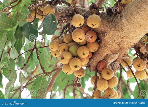 Fig Fruit Ficus Racemosa Fig On Tree Nature Fig Forest Fruit Fig