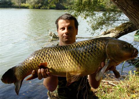 Wild Carp Identification Guide From The Wild Carp Trust Wild Carp Trust