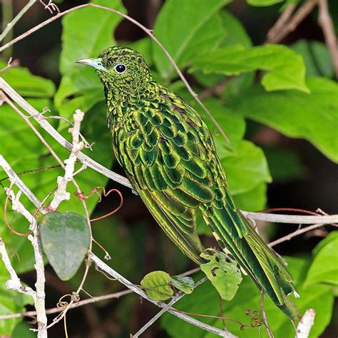 African emerald cuckoo (Chrysococcyx cupreus) male - African emerald cuckoo - Wikipedia Birdy ...