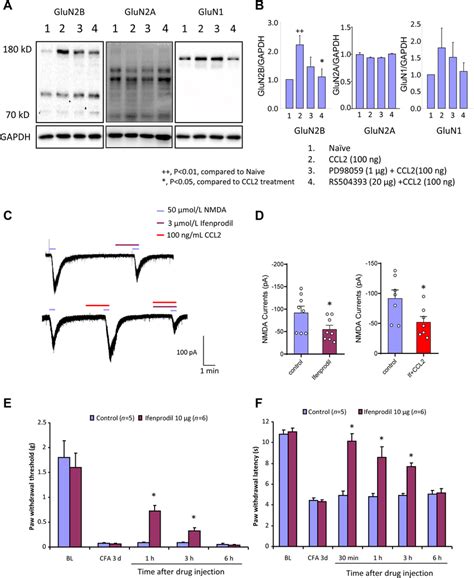 Ccl Enhances Nmda Currents Via Glun B Activation A B Western Blots