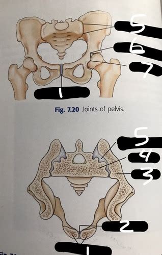 Joints of Pelvis Flashcards | Quizlet