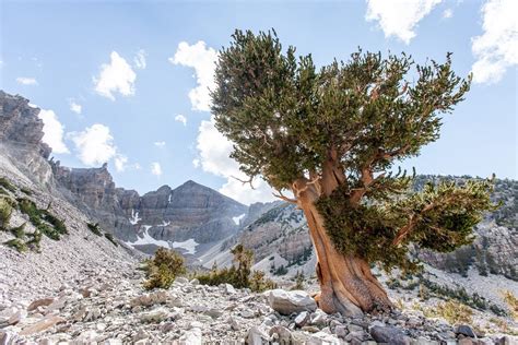 Bristlecone Pine Tree Growing: Information On Bristlecone Pine Trees