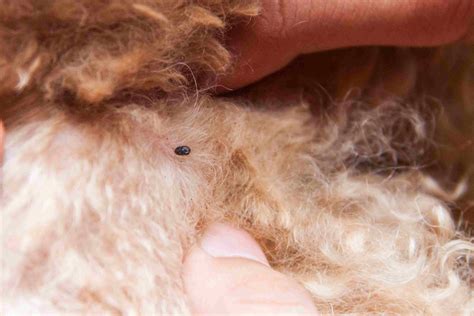 Worms, Mites, Ticks and Other Bugs That Live on Cats