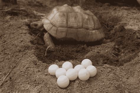 Tortoise Reproduction How They Do It