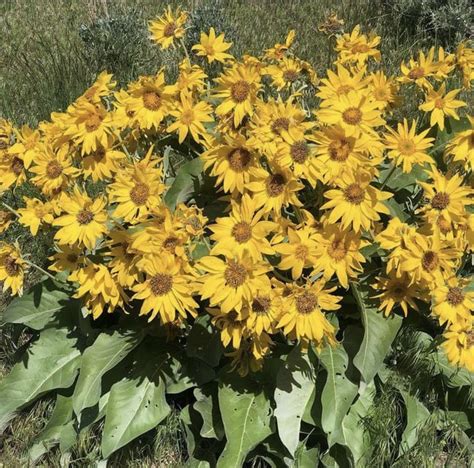 Wild Missouri Flowersweeds Wildflowers