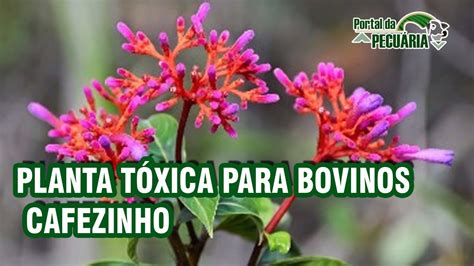 Planta Toxica Para Bovinos Cafezinho YouTube