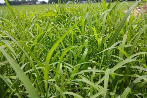 11 Grasses That Grow In Shade With Pictures House Grail