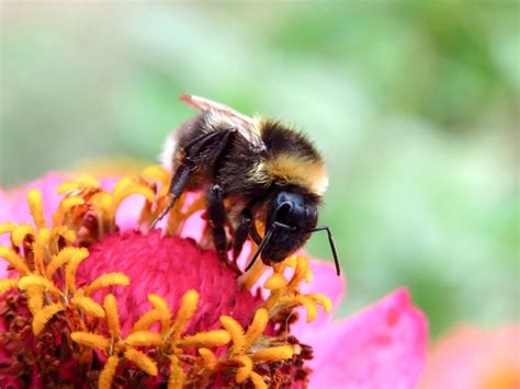 Bourdon Fleur Pollinisation Photo Gratuite Sur Pixabay Pixabay