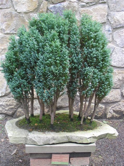 Trees Planet: Chamaecyparis lawsoniana - Lawson Cypress