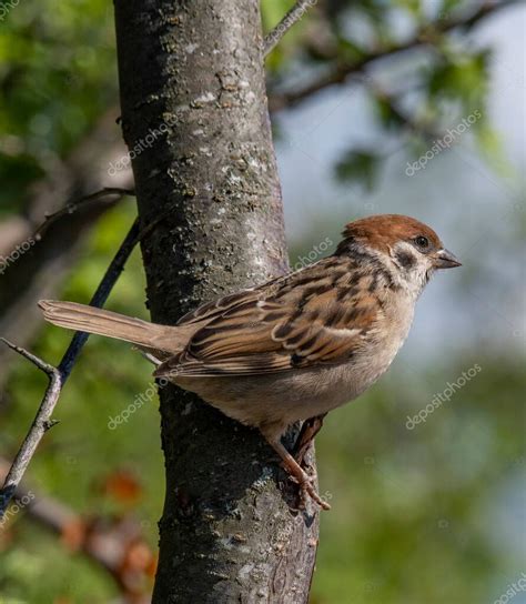 El Gorri N De Rbol Eurasi Tico Passer Montanus Es Un Ave Paseriforme