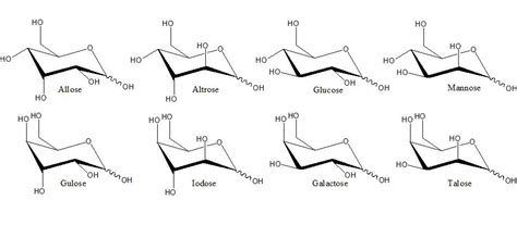 Polysaccharide: Definition, Examples, Function and Structure | Biology ...