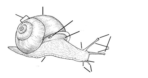Gastropod Anatomy Diagram Quizlet