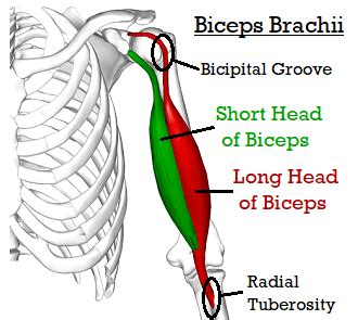 Biceps Tendonitis: Causes, Symptoms & Treatment