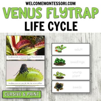 Venus Flytrap Life Cycle Diagram