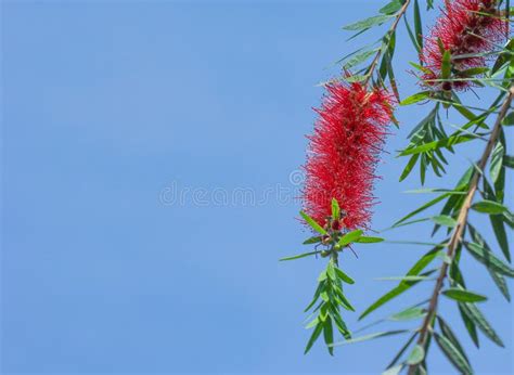 Red Bottlebrush Flowers Stock Image Image Of Flower 87725041