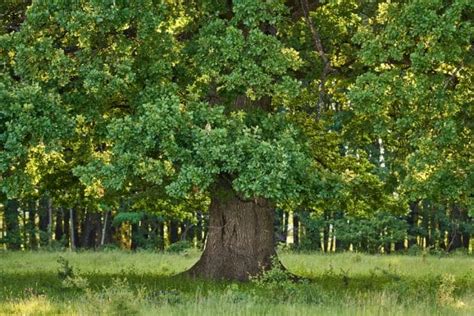 Madera De Roble Tipos Características Y Usos Construir Con Madera