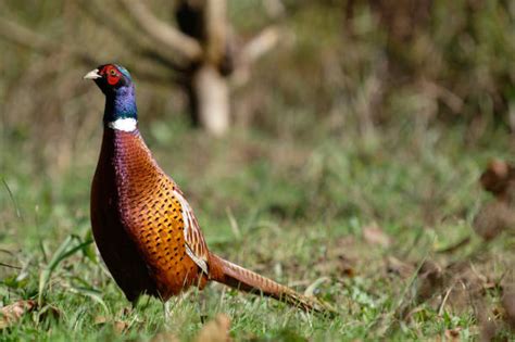 Pheasant Habitat Stock Photos Pictures And Royalty Free Images Istock